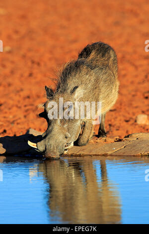 Warzenschwein (Phacochoerus Aethiopicus), Erwachsene, an der Wasserstelle, trinken, Tswalu Game Reserve, Kalahari-Wüste, Nordkap Stockfoto