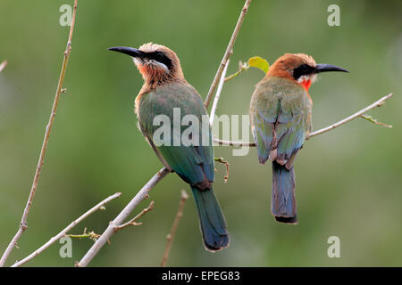 White-fronted Bienenfresser (Merops Bullockoides), adult paar, thront, Krüger Nationalpark, Südafrika Stockfoto