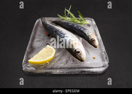 Mediterrane Meeresfrüchte Konzept. Frische Sardellen Fisch auf Eis-Teller mit bunten Pfeffer, frischen Kräutern und Zitrone auf schwarz Stockfoto