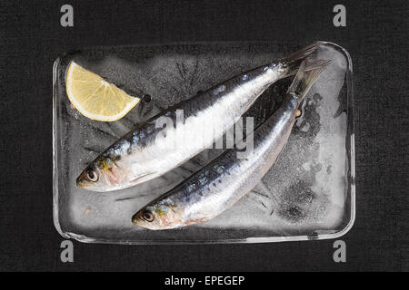 Mediterrane Meeresfrüchte Konzept. Frische Sardellen Fisch auf Eis-Teller auf schwarz strukturierten Hintergrund. Stockfoto