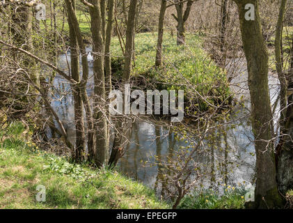 Wilde Narzissen durch Fluss Taube im Farndale in North York Moors National Park UK Stockfoto