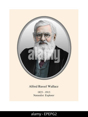 Alfred Russel Wallace Naturforscher Explorer moderne Illustration Portrait Stockfoto