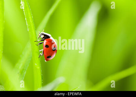 rote Marienkäfer auf dem grünen Rasen Stockfoto