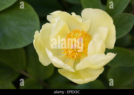 Gelbe Pfingstrose Blüte im Frühjahr. Stockfoto