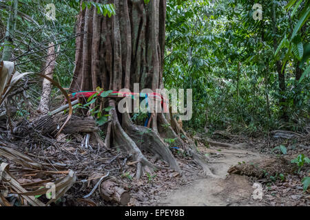 Regenwald, Dschungel Tiger Cave Tempel, Wat Tham Sua, Krabi, Thailand, Asien Stockfoto