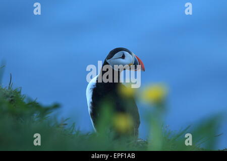 Papageitaucher Icland Stockfoto