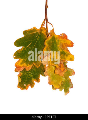 Getrocknete Blätter im Herbst isoliert auf weißem Hintergrund Stockfoto