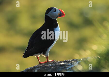 Papageitaucher Icland Stockfoto