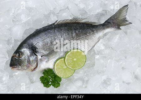 Dorade Fisch Auf Eis Stockfoto