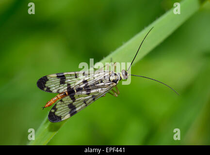 Scorpion Fly - Panorpa sp weiblich Stockfoto