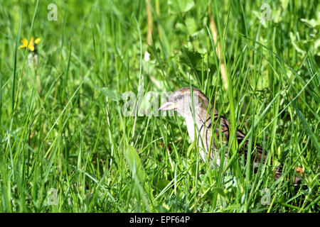 Haussperling (Passer Domesticus) ist ein Vogel der Spatz Familie Passeridae, in den meisten Teilen der Welt gefunden. Stockfoto
