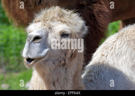 Baktrischen Kamel (Camelus Bactrianus) ist groß, sogar-toed Huftier gebürtig zu den Steppen Zentralasiens. Die beiden Arten von Stockfoto