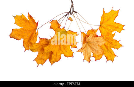 Herbst Ahorn Zweig mit Blättern isoliert auf weißem Hintergrund Stockfoto