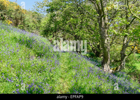 Wanderweg durch native Glockenblumen Blüte im Frühjahr. Rhydwyn, Isle of Anglesey, North Wales, UK, Großbritannien Stockfoto