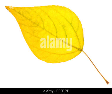 Gelb-Pappel Blatt isoliert auf weiss Stockfoto