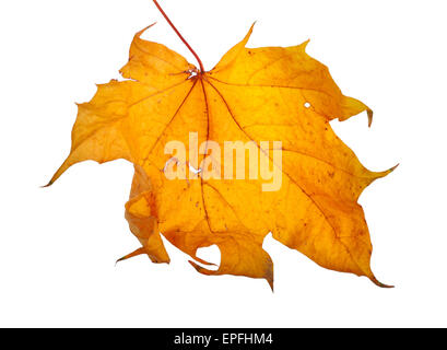 Herbst Ahorn Zweig mit Blättern isoliert auf weißem Hintergrund Stockfoto