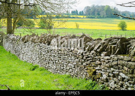 Gut gepflegte Cotswold-typisch trocken Steinmauer um ein Feld am Stadtrand von Cirencester, Gloucestershire, England UK Stockfoto