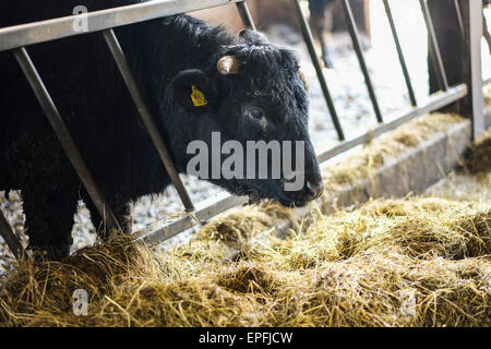 Landwirtschaft UK: Ein reinrassiger organisch bewirtschaftet schwarze Kuh Essen Heu in einem Kuhstall, Wales UK Welsch Stockfoto