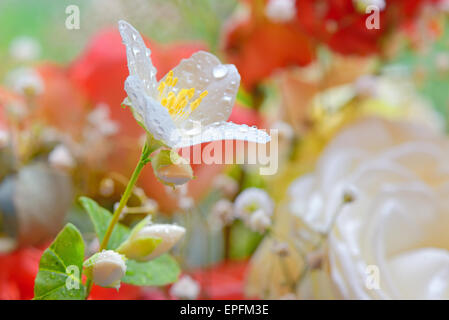 Jasmin Blüten im Frühling Stockfoto