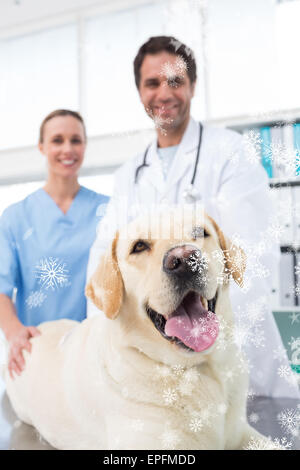 Zusammengesetztes Bild der Tierärzte mit Hund in Klinik Stockfoto