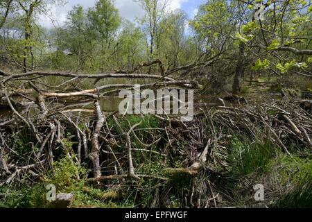 Eurasische Biber (Castor Fiber) dam in einem großen Wald Gehäuse, Devon Beaver Projekt, Devon Wildlife Trust, Devon, UK, Mai Stockfoto