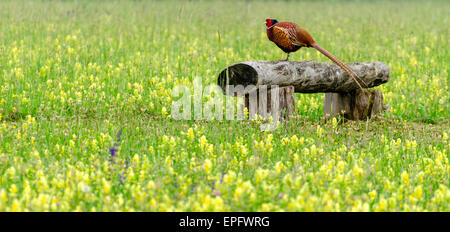 Fasan (zu Fuß Vogel) Stockfoto