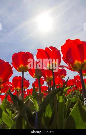 Rot gelb Tulpenfeld in Holland Stockfoto