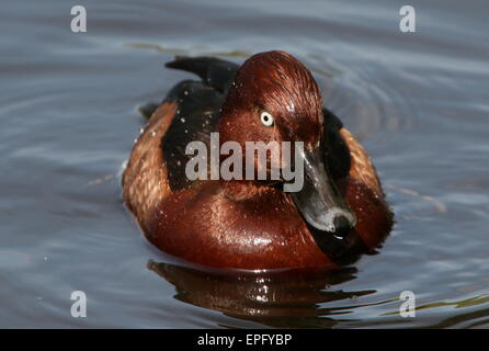 Eurasische eisenhaltige Ente oder Tafelenten (Aythya Nyroca) in einem See schwimmen Stockfoto