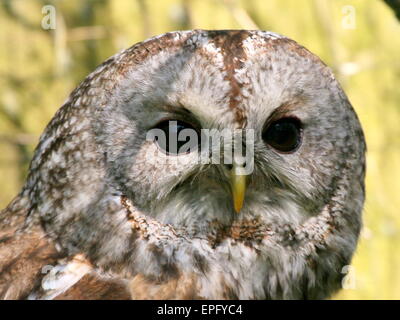 Eurasische Waldkauz (Strix Aluco) in einem Baum Stockfoto