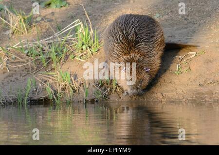 Eurasische Biber (Castor Fiber) der Fischotter zu betreten, nachdem er auf Krankheiten überprüft und neu aufgelegt. Stockfoto