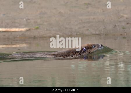 Eurasische Biber (Castor Fiber) schwimmen in der Fischotter auf Krankheiten geprüft und freigegeben zurück zu seinem Territorium. Stockfoto