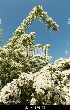 reichlich Weißdorn Frühjahr blühen Reifen Baum Crategus monogyna Stockfoto