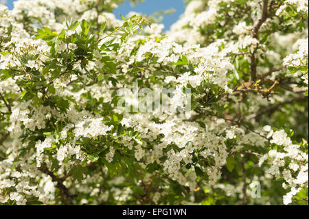 reichlich Weißdorn Frühjahr blühen Reifen Baum Crategus monogyna Stockfoto