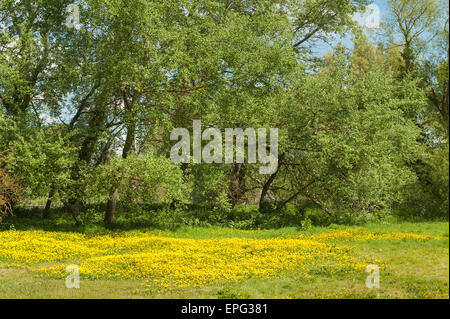 typisch britische Land Seite Fahrerlager von Butterblumen gegen Grenze von Weiden typisch für verträumte Sommertage Sutton bei Hone Stockfoto