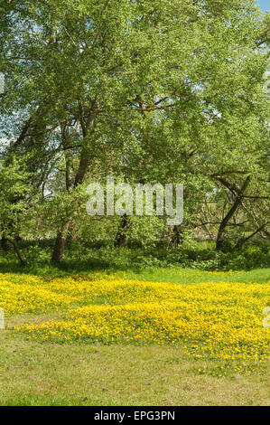 typisch britische Land Seite Fahrerlager von Butterblumen gegen Grenze von Weiden typisch für verträumte Sommertage Sutton bei Hone Stockfoto