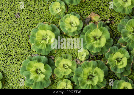 Ein Topf gefüllt mit schwimmenden Wasserhyazinthen (Eichhornia Crassipes) in Krabi-Stadt, Thailand, Asien Stockfoto