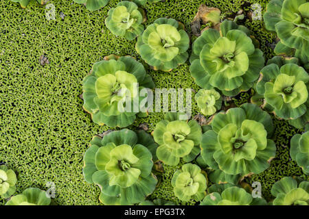 Ein Topf gefüllt mit schwimmenden Wasserhyazinthen (Eichhornia Crassipes) in Krabi-Stadt, Thailand, Asien Stockfoto