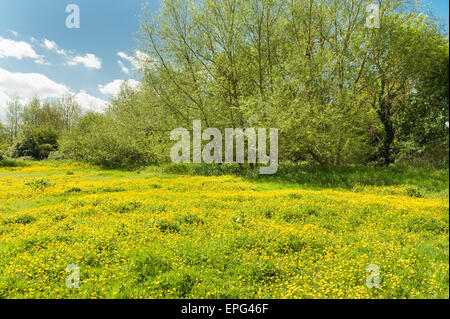 typisch britische Land Seite Fahrerlager von Butterblumen gegen Grenze von Weiden typisch für verträumte Sommertage Sutton bei Hone Stockfoto