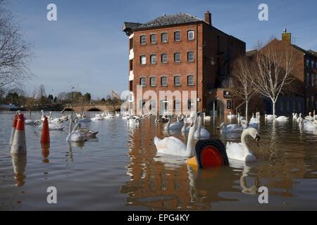 Höckerschwäne (Cygnus Olor) schwimmen vorbei an Pylonen in der Nähe der alten Kornmühle in Worcester nach den Fluss Severn seine Banken platzen. Stockfoto