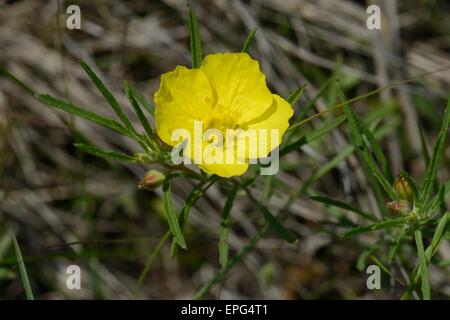 Gelbe Sundrops Stockfoto