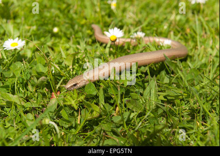 Reife Erwachsene Blindschleiche, die in der Vergangenheit, sein Schweif vergossen hat, der seinen Weg durch Rasen Rasen und Daisy Wiesenblumen Stockfoto