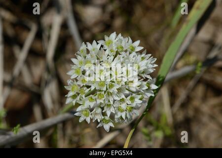 Texas Wildzwiebel Blume Stockfoto