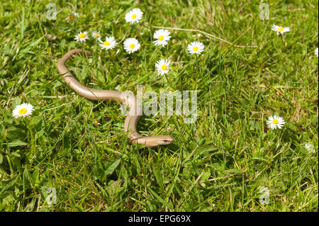 Reife Erwachsene Blindschleiche, die in der Vergangenheit, sein Schweif vergossen hat, der seinen Weg durch Rasen Rasen und Daisy Wiesenblumen Stockfoto