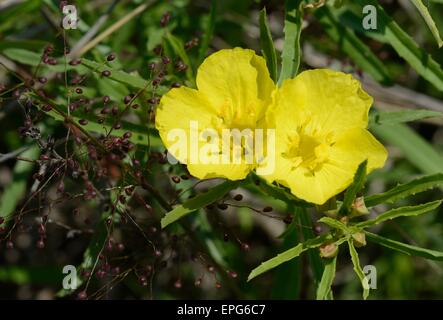 Gelbe Sundrops Stockfoto