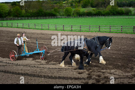 Pferden gezogene Pflug Stockfoto