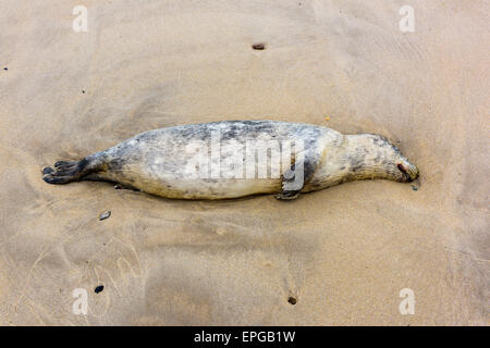 Northumberland Strand angespült Tote Grey Seal (Halichoerus Grypus) Stockfoto