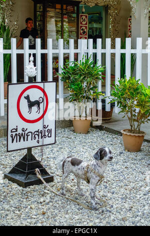 Hunde, die Parkplätze am weißen Tempel, Wat Rong Khun von Chalermchai Kositpipat, Chiang Rai, Nord-Thailand, Thailand, Asien Stockfoto