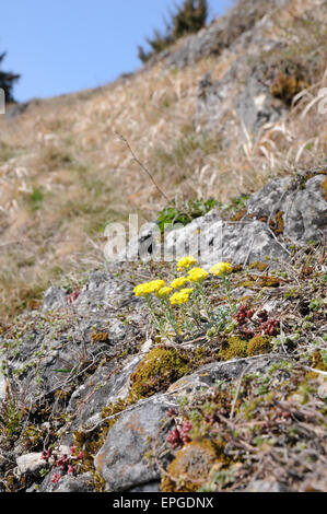 Goldmoss Mauerpfeffer Stockfoto