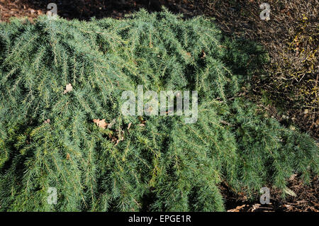 Zwerg-Zeder Stockfoto