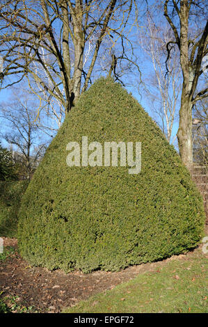 Feld Baum Hecke Stockfoto